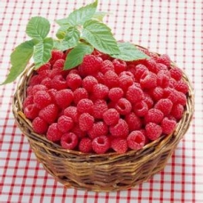 高密红树莓